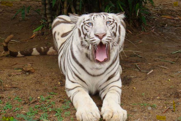 Nandankanan Zoological Park: A Wildlife Haven in Odisha