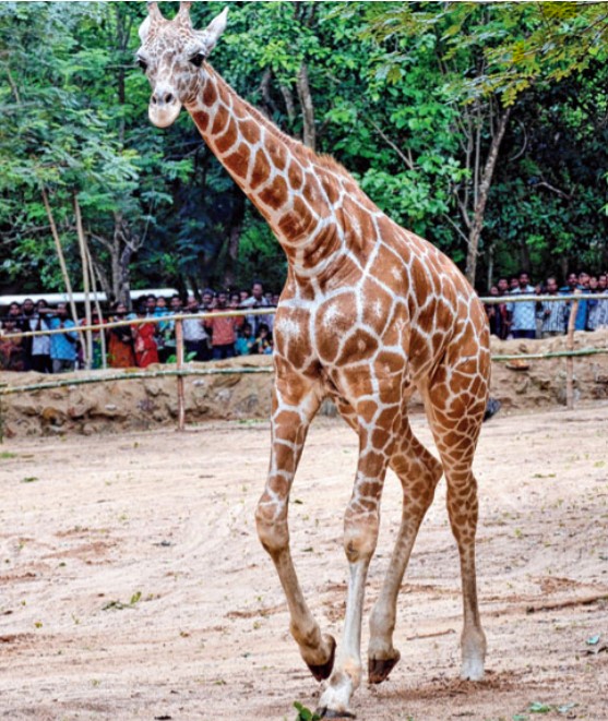 Nandankanan Zoological Park: A Wildlife Haven in Odisha