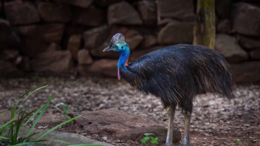 Nandankanan Zoological Park: A Wildlife Haven in Odisha